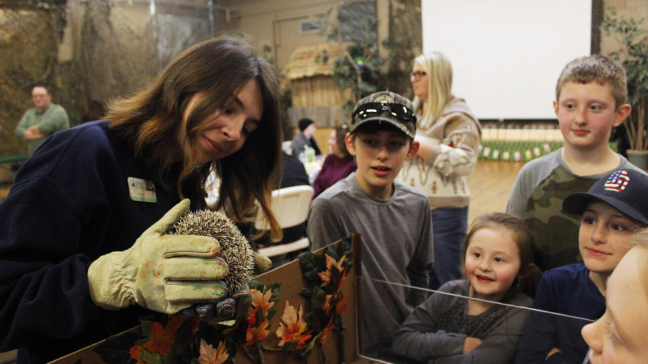 Birthday Party hedgehog encounter