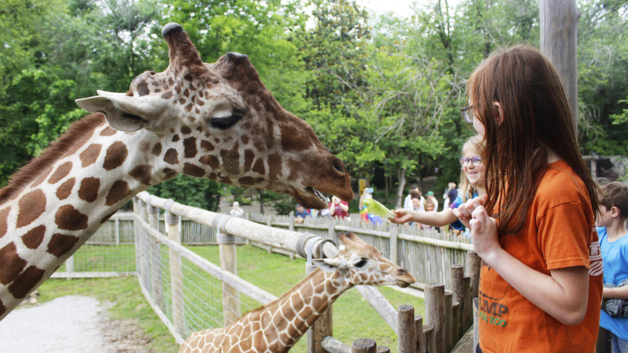 Birthday party giraffe feeding