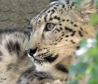 Snow Leopard