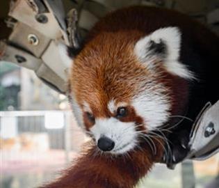 Red Panda