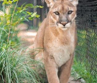 Cougar