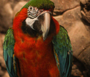 Macaw