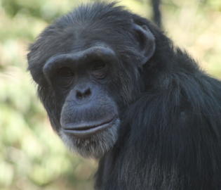 Chimpanzee